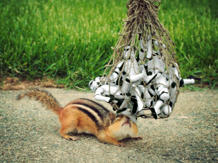 Картинка животные бурундуки