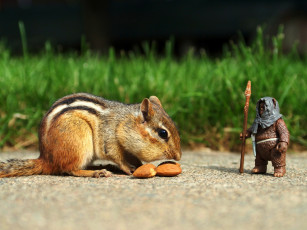 Картинка животные бурундуки