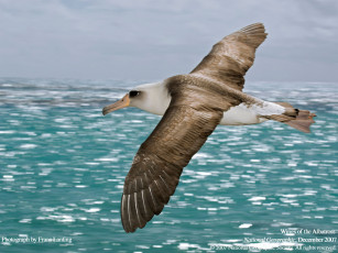 Картинка животные Чайки бакланы крачки