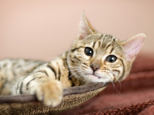 Картинка животные коты