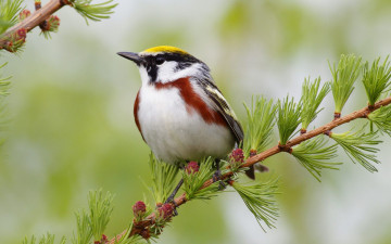 Картинка животные птицы