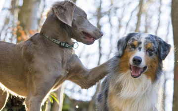 Картинка животные собаки