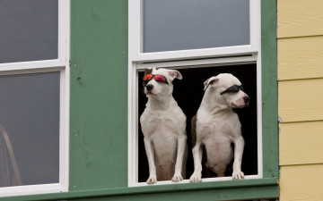 Картинка животные собаки