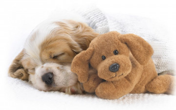 Картинка животные собаки