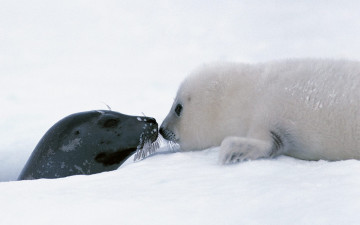 Картинка животные тюлени морские львы котики