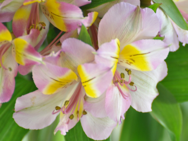 Обои картинки фото цветы, альстромерия