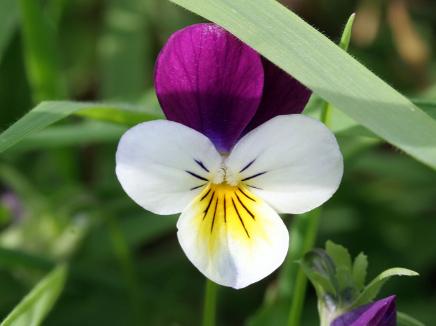 Обои картинки фото цветы, анютины, глазки, садовые, фиалки