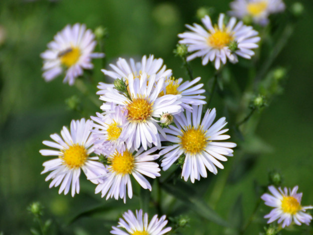 Обои картинки фото цветы, астры