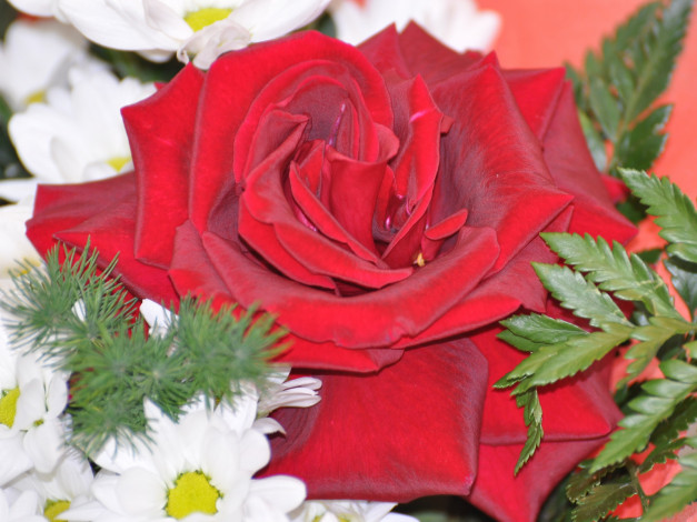 Обои картинки фото цветы, розы