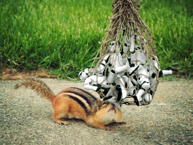 Обои картинки фото животные, бурундуки