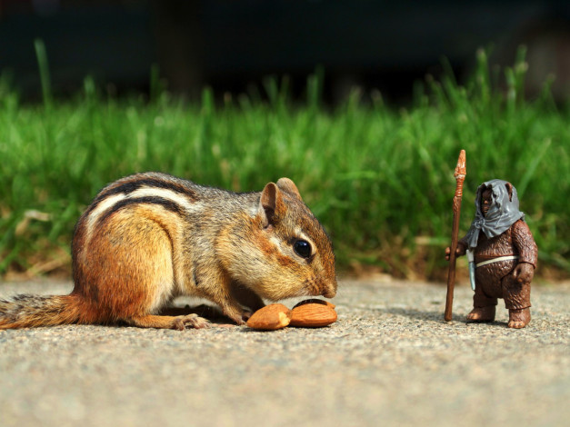 Обои картинки фото животные, бурундуки