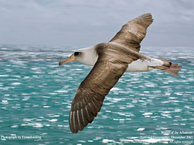 Обои картинки фото животные, Чайки, бакланы, крачки