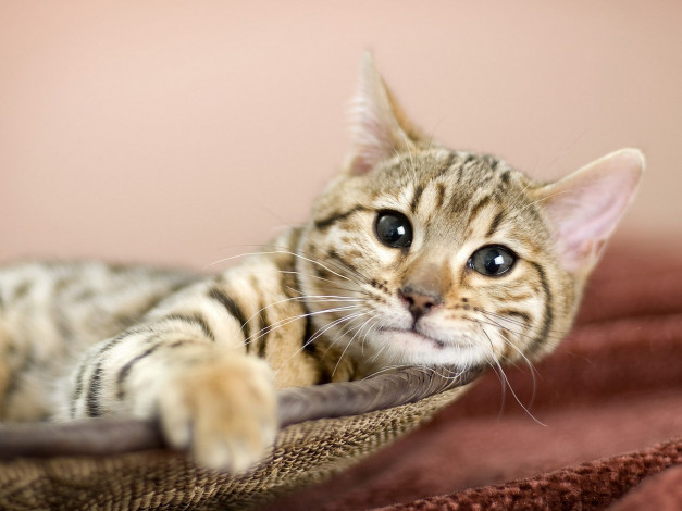 Обои картинки фото животные, коты