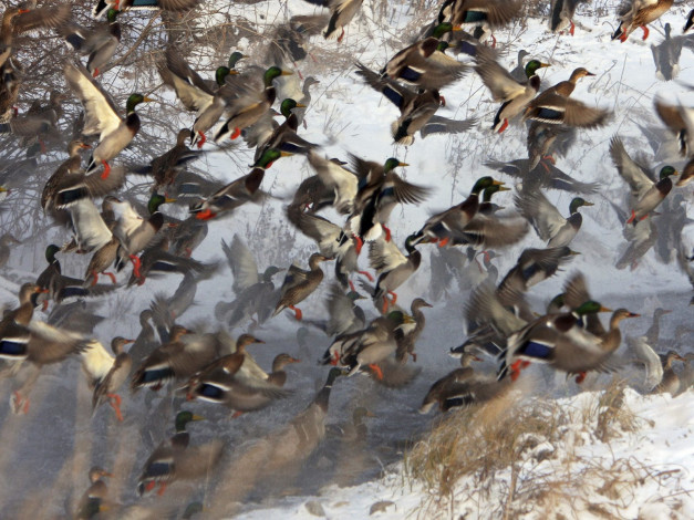 Обои картинки фото животные, утки