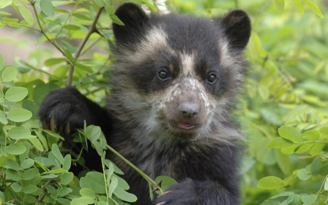 Обои картинки фото животные, медведи