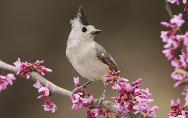 Обои картинки фото животные, синицы, лазоревки