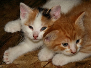 Картинка животные коты