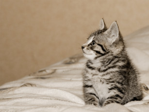 Картинка животные коты