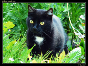 Картинка животные коты