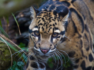 Картинка животные леопарды