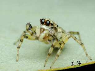 Картинка животные пауки