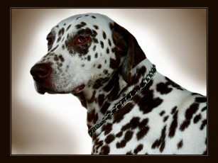 Картинка животные собаки