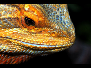 Картинка животные Ящерицы игуаны вараны