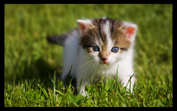 Картинка животные коты