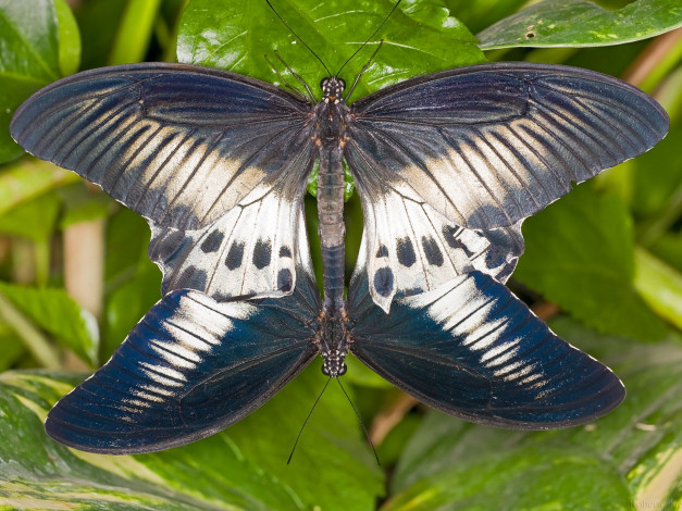 Обои картинки фото животные, бабочки