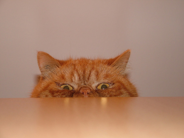 Обои картинки фото животные, коты