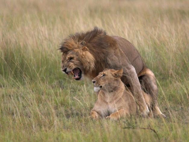 Обои картинки фото животные, львы