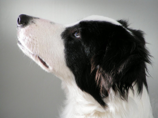 Обои картинки фото животные, собаки