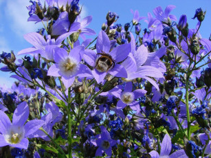 Картинка цветы колокольчики шмель