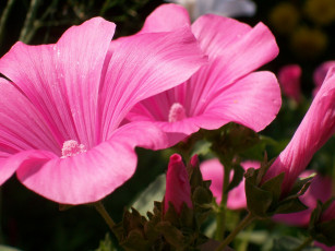 Картинка цветы лаватера