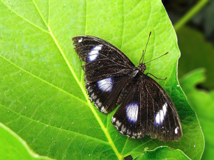 Картинка животные бабочки лето листья