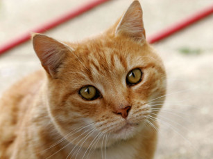 Картинка животные коты глаза