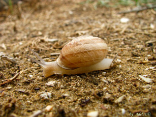 Картинка животные улитки