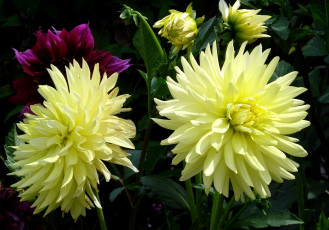 Картинка цветы георгины желтый большой