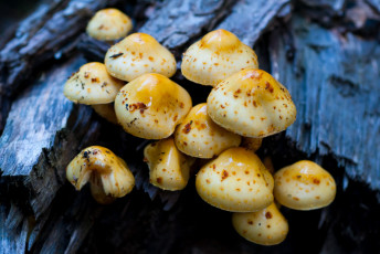 Картинка природа грибы тёмный синий