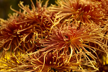 обоя цветы, хризантемы, оранжевый, много