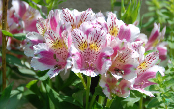 Картинка цветы альстромерия розовый зелёный