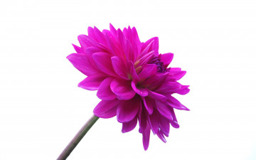 Картинка цветы георгины розовый