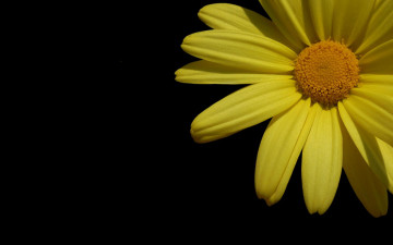 Картинка цветы ромашки тёмный лепестки