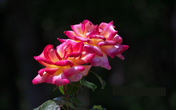 Картинка цветы розы листья лепестки тёмный