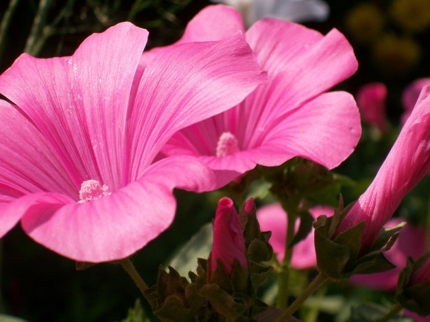 Обои картинки фото цветы, лаватера