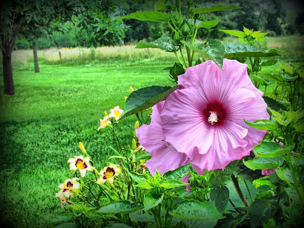 Обои картинки фото цветы, мальвы, зелёный, листья
