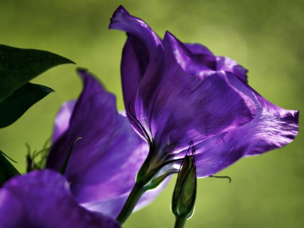 Обои картинки фото эустома, цветы, насыщенный, синий