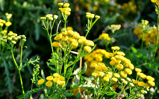 Обои картинки фото цветы, луговые, полевые, желтый