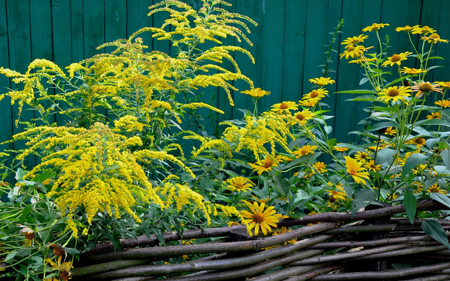 Обои картинки фото цветы, разные, вместе, забор, желтые