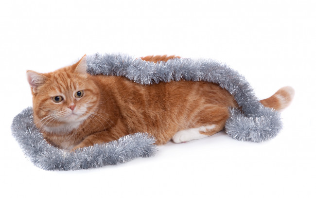 Обои картинки фото животные, коты, гирлянда